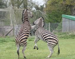 Bristol Zoo
